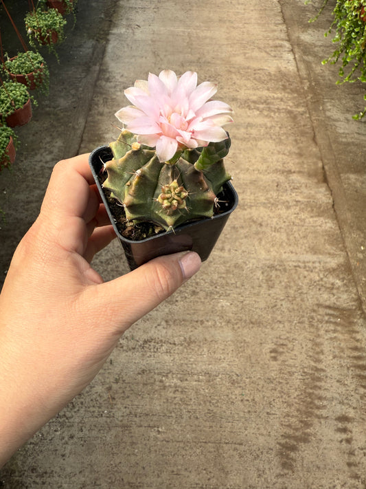 Gymnocalycium Variegata
