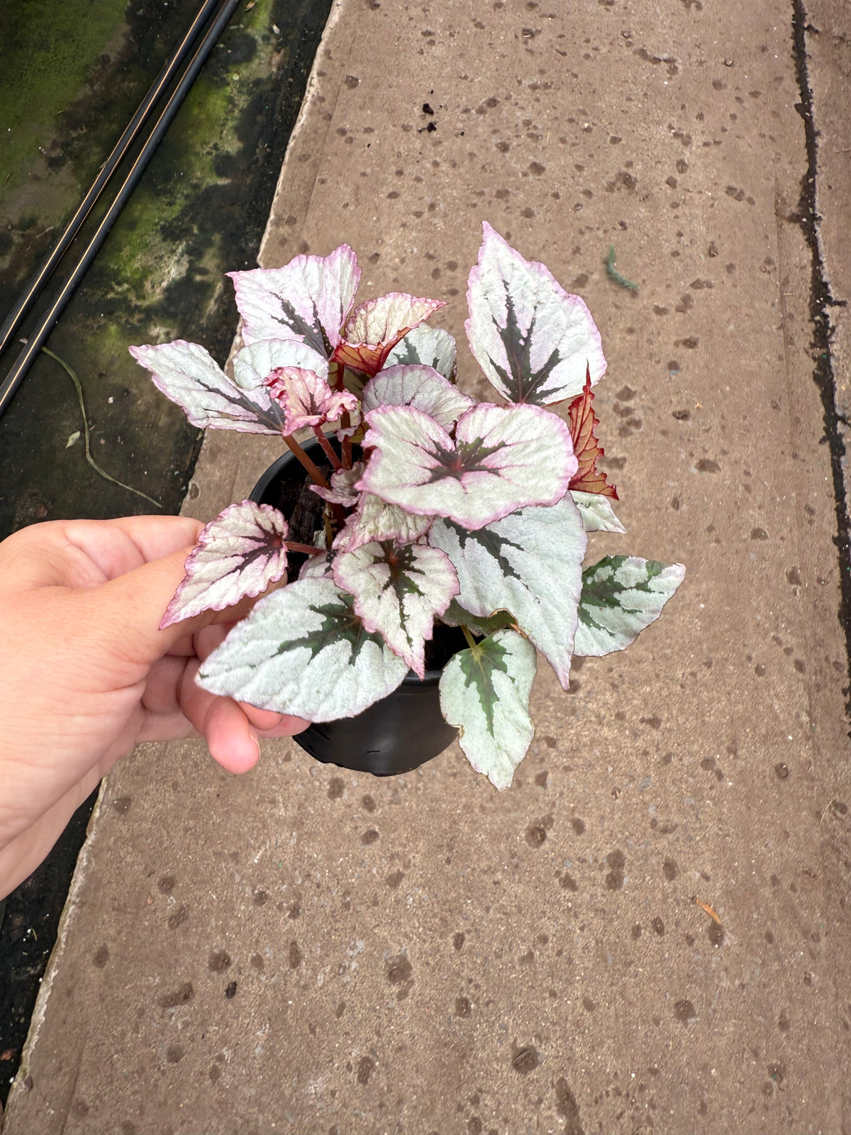 Begonia Rex ‘Jurassic’
