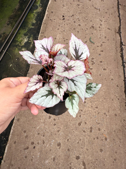 Begonia Rex ‘Jurassic’