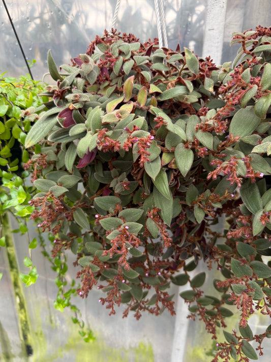 Gynura Aurantiaca ‘Teddy Bear’