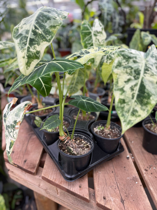Alocasia Frydek Panache Variegated
