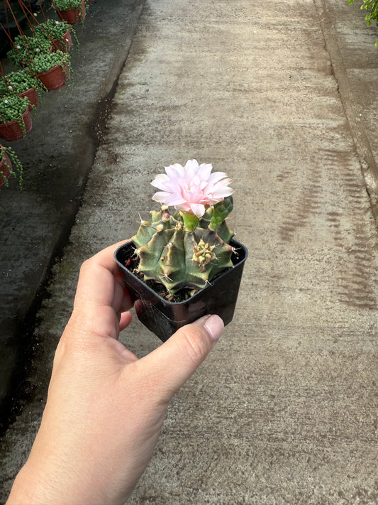 Gymnocalycium Variegata