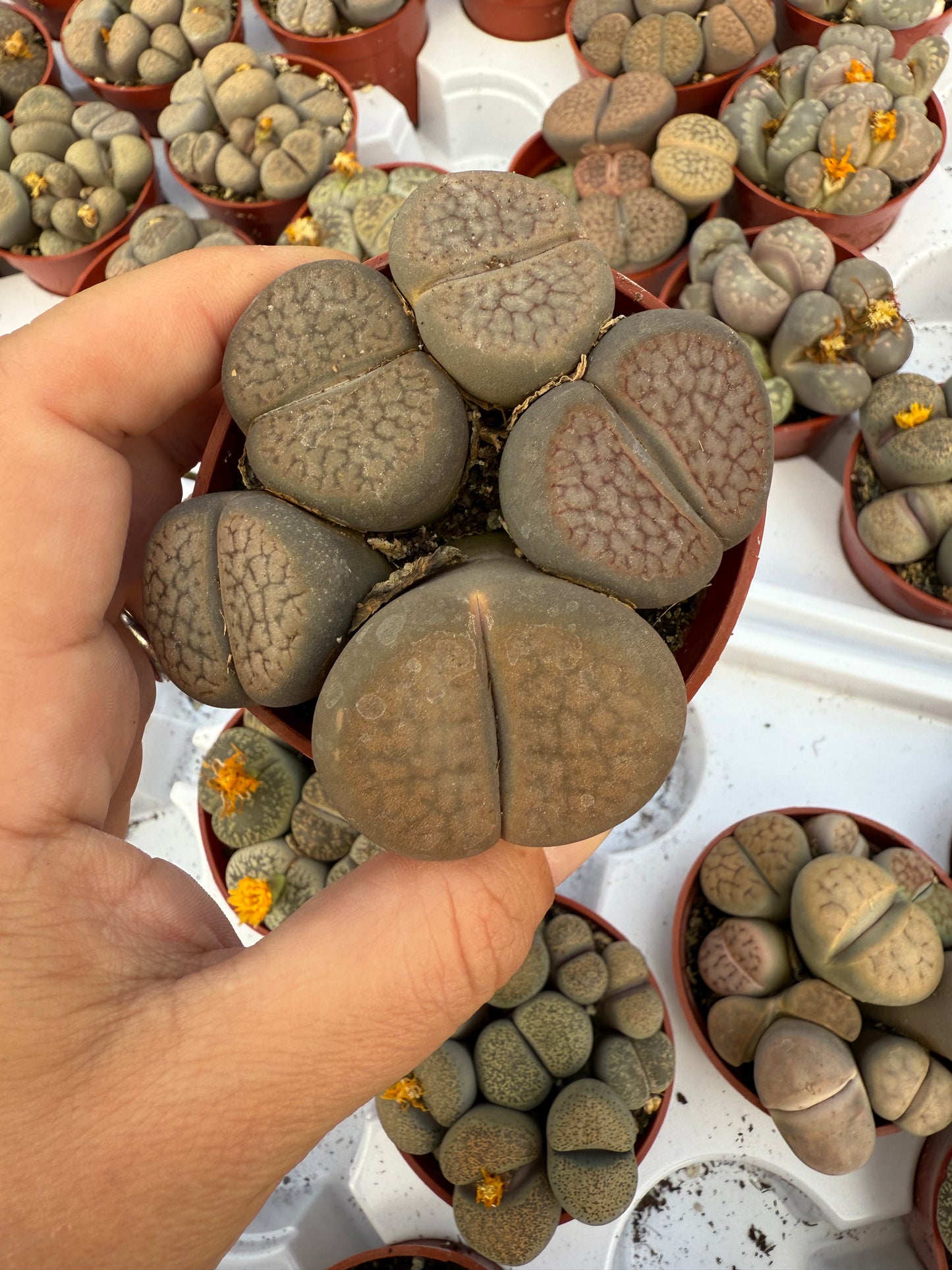 Lithops
