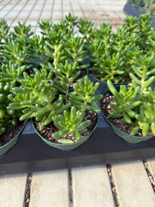 Sedum rubrotinctum ‘Jelly Bean Plant’