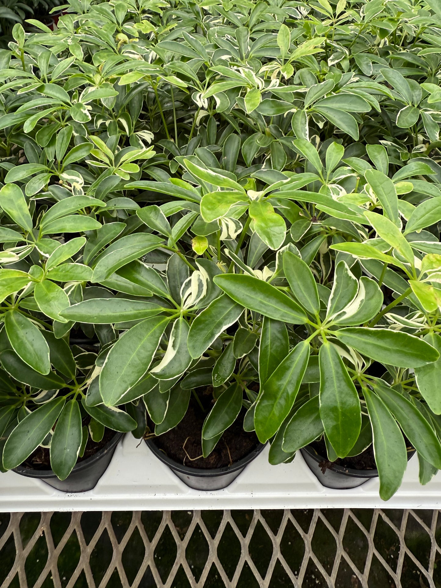 Schefflera ‘Moon Drop’