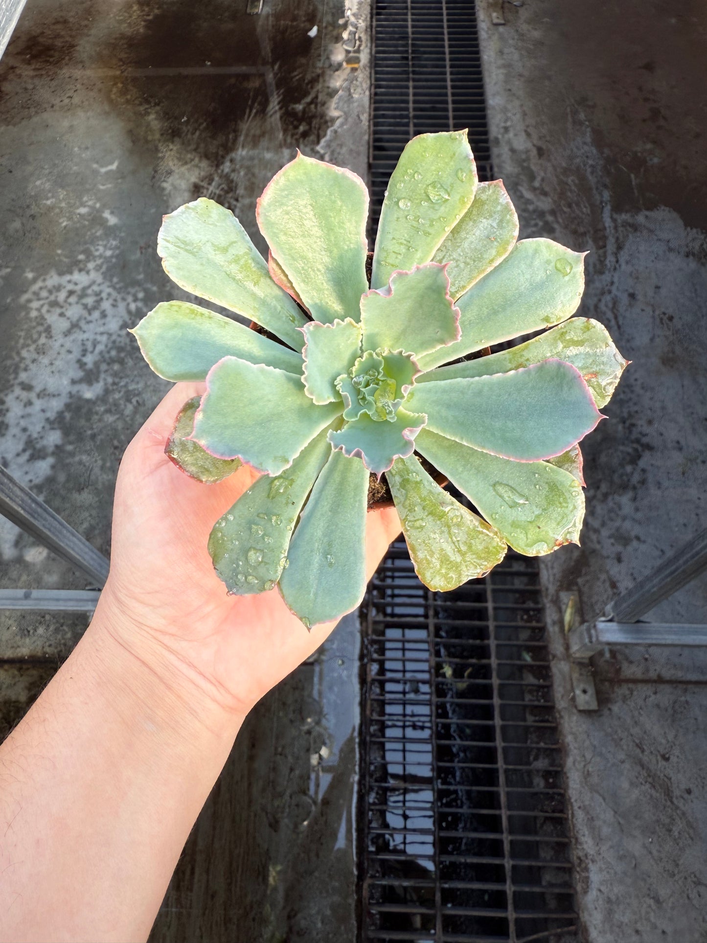 Echeveria ‘Purple Dance’