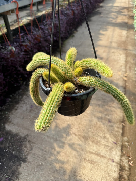 Golden Rat Tail Cactus