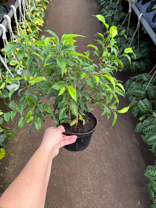 Ficus benjamina ‘Little Leaf’