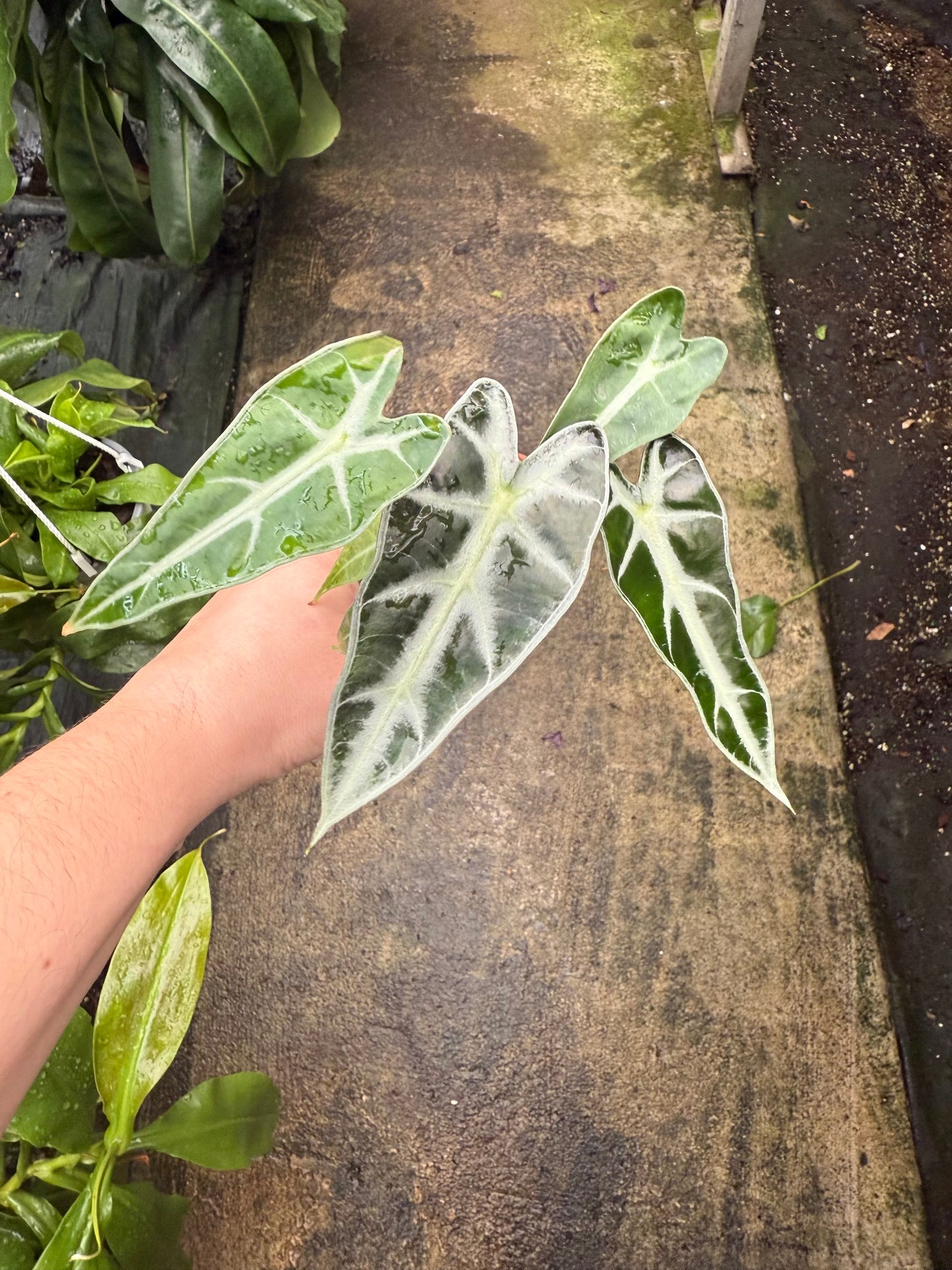 Alocasia Bambino
