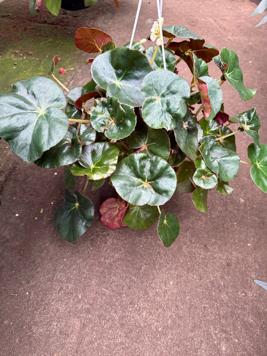 Begonia ‘Nenuphar’