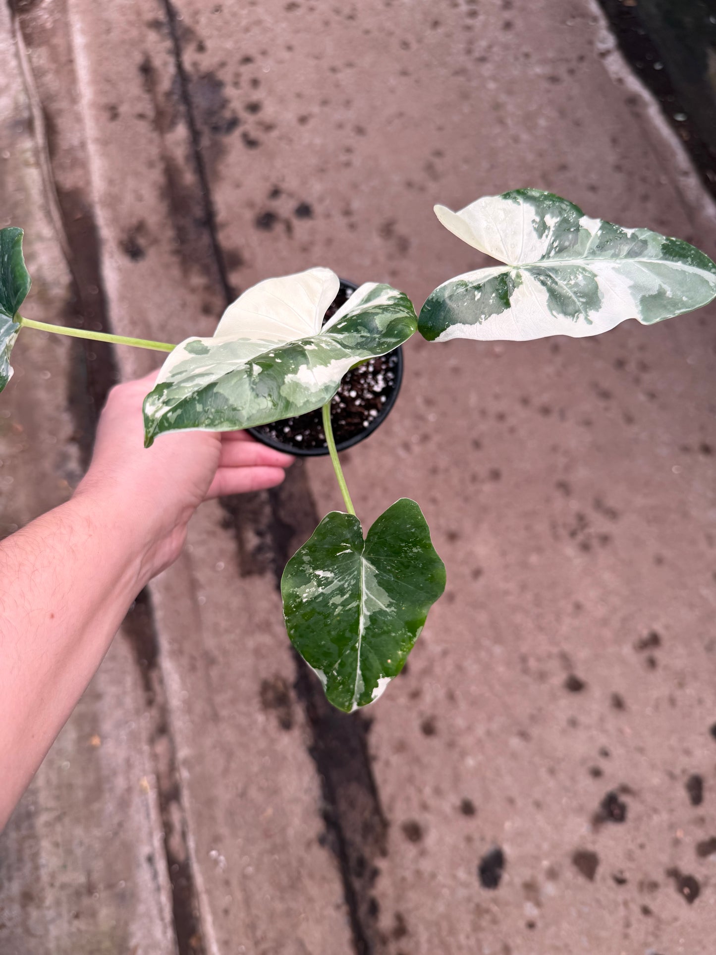 Alocasia ‘Appaloosa Gold’