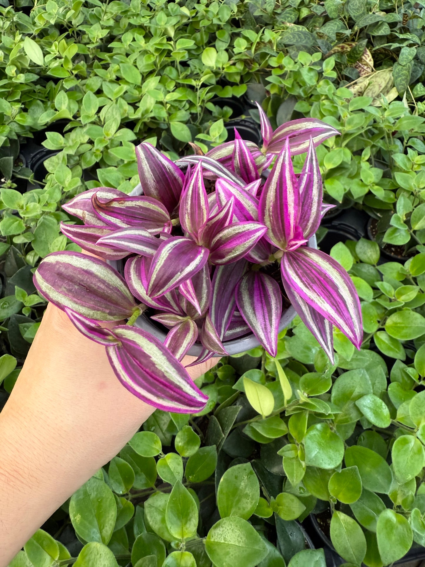 Tradescantia ‘Pink Paradise’