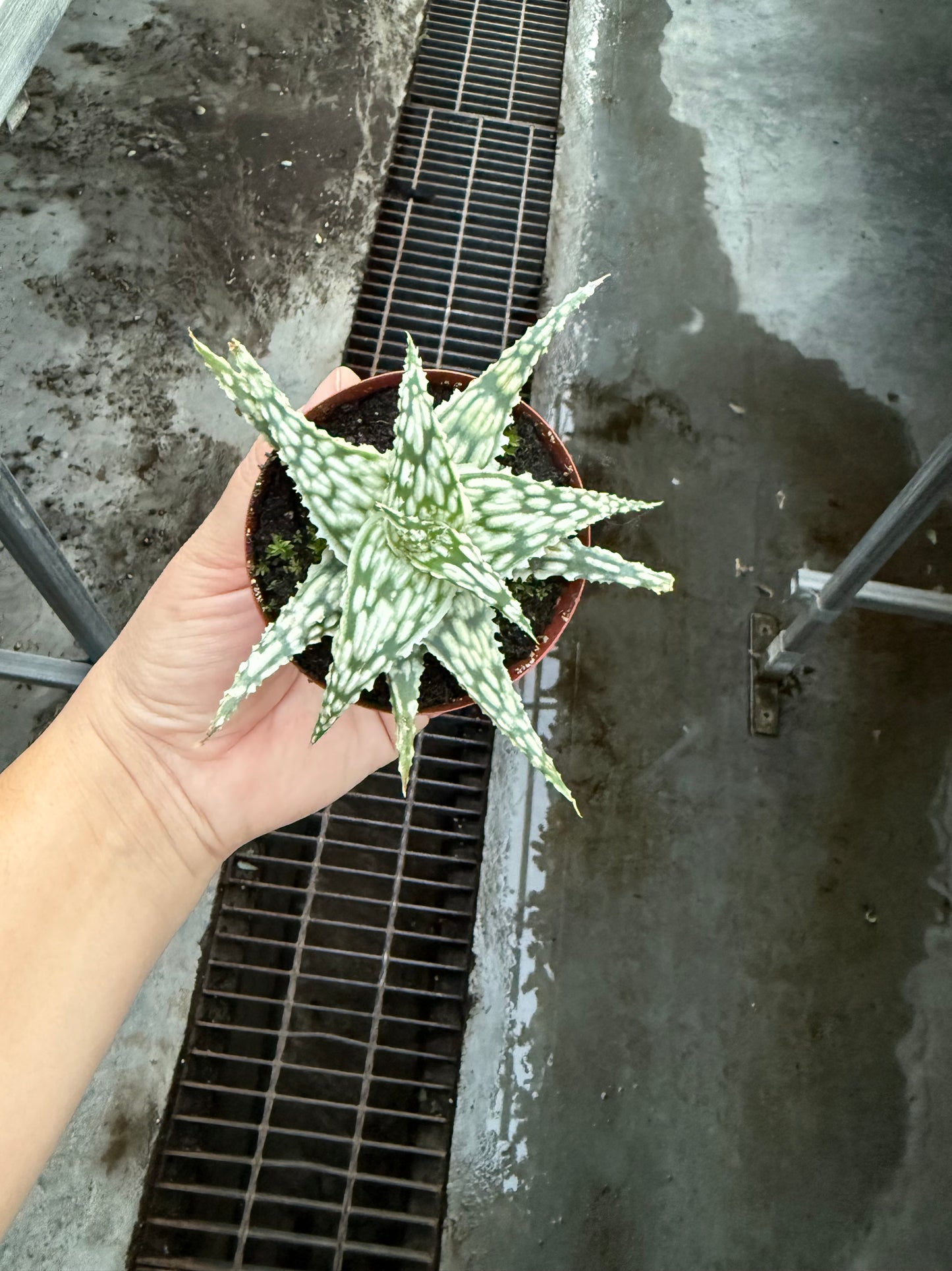Aloe Snowflake