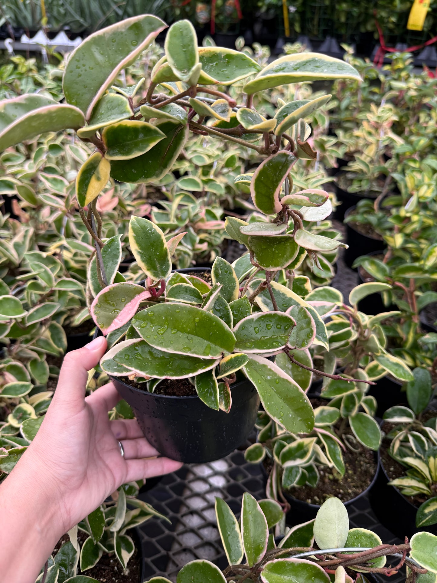 Hoya carnosa ‘Krimson Queen’