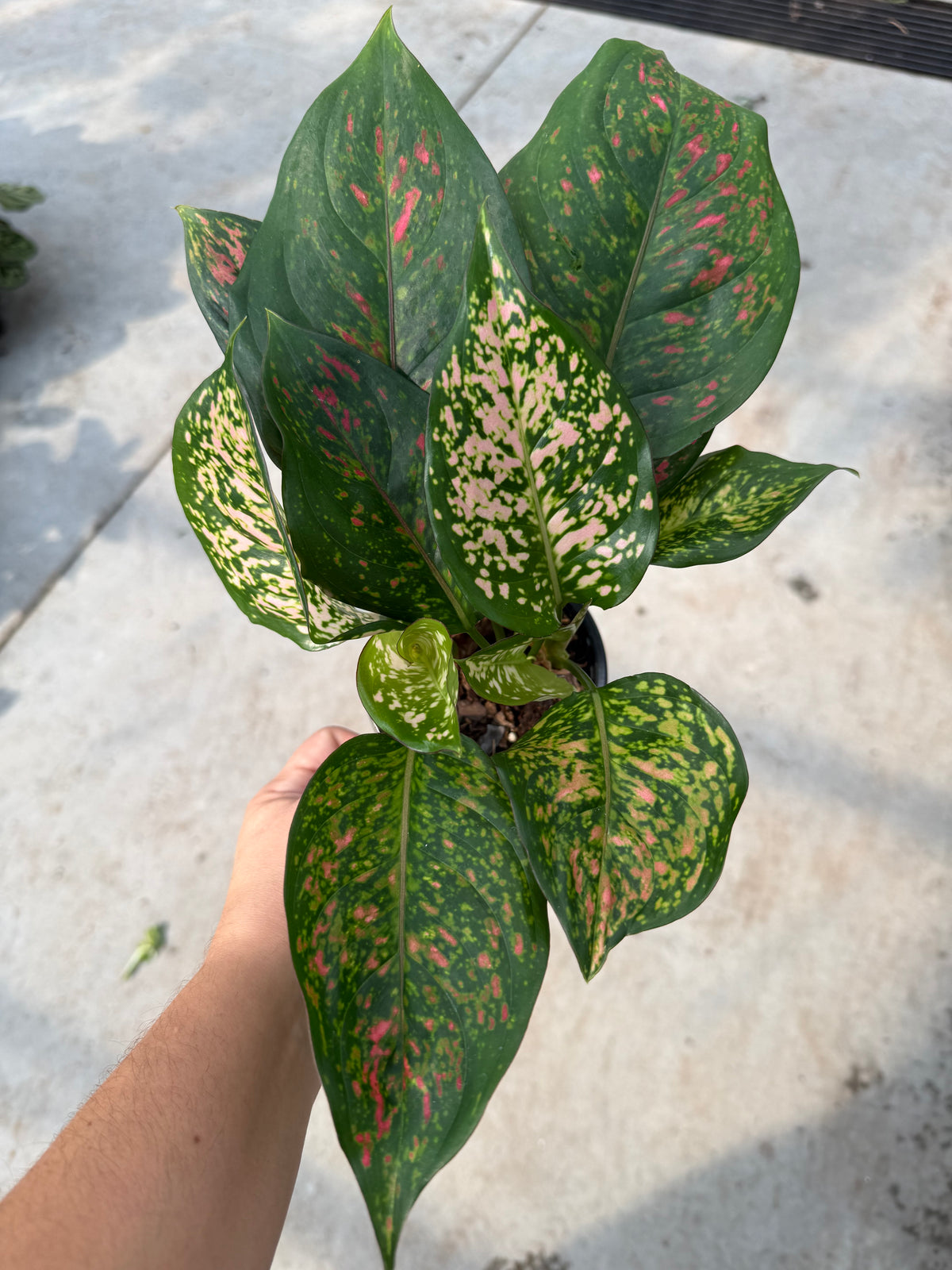 Aglaonema « Ruby Ray »