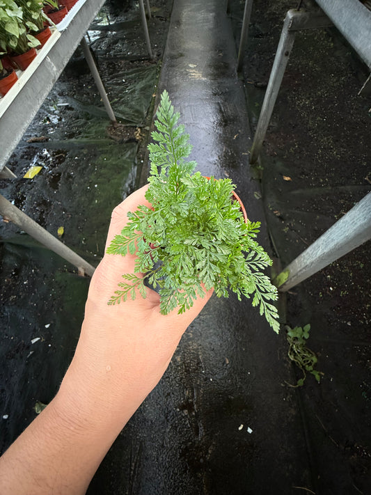 Rabbit’s Foot Fern