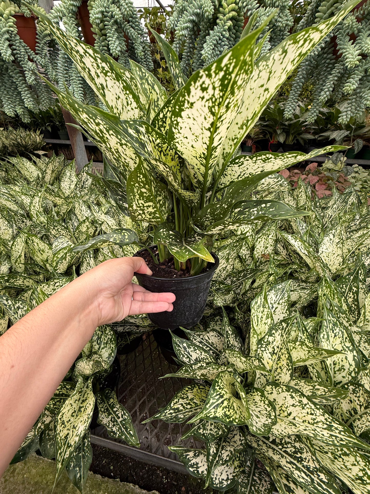 Aglaonema ‘Spring Snow’