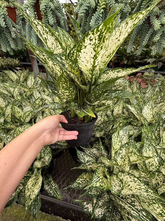 Aglaonema ‘Spring Snow’