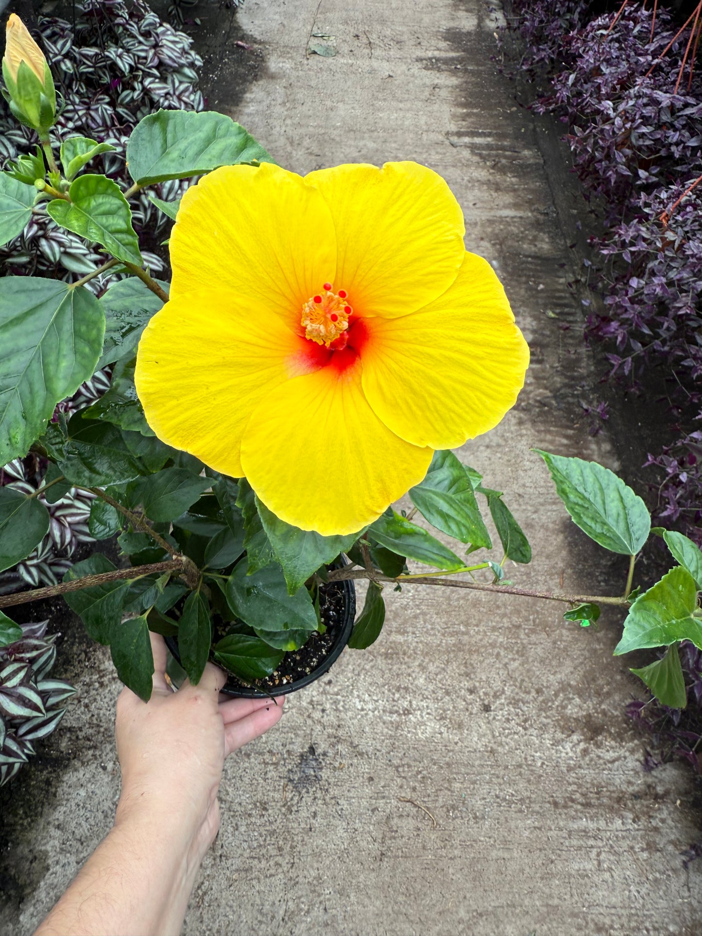 Hibiscus