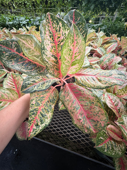 Aglaonema ‘Crosby’s Christmas’