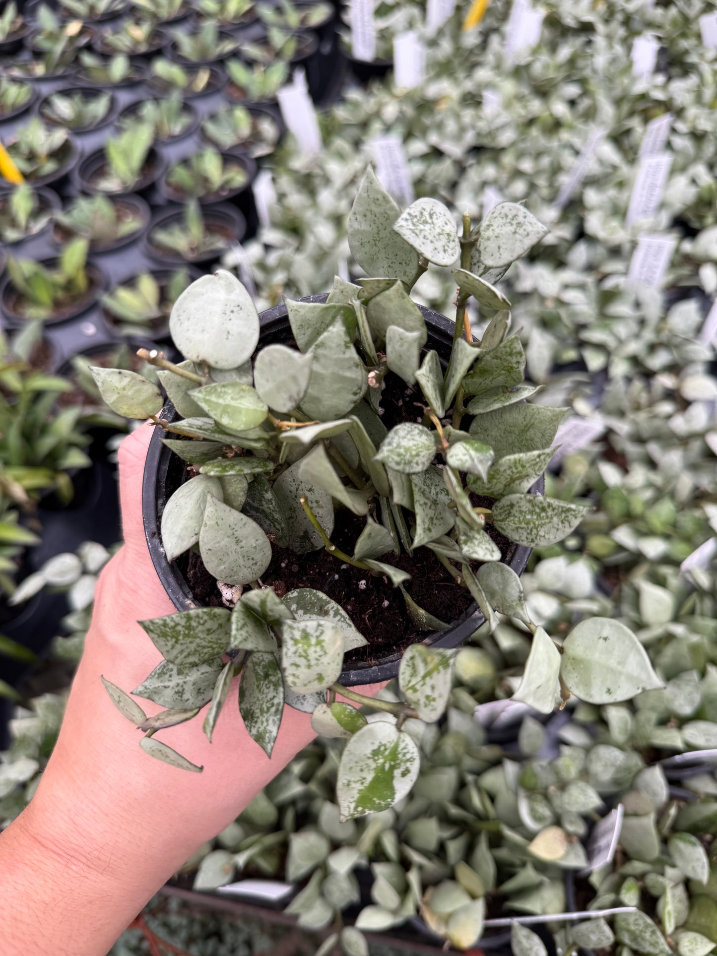 Hoya Krohniana ‘Eskimo’