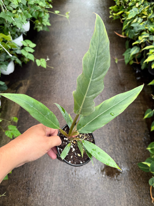 Philodendron ‘chocolate empress’