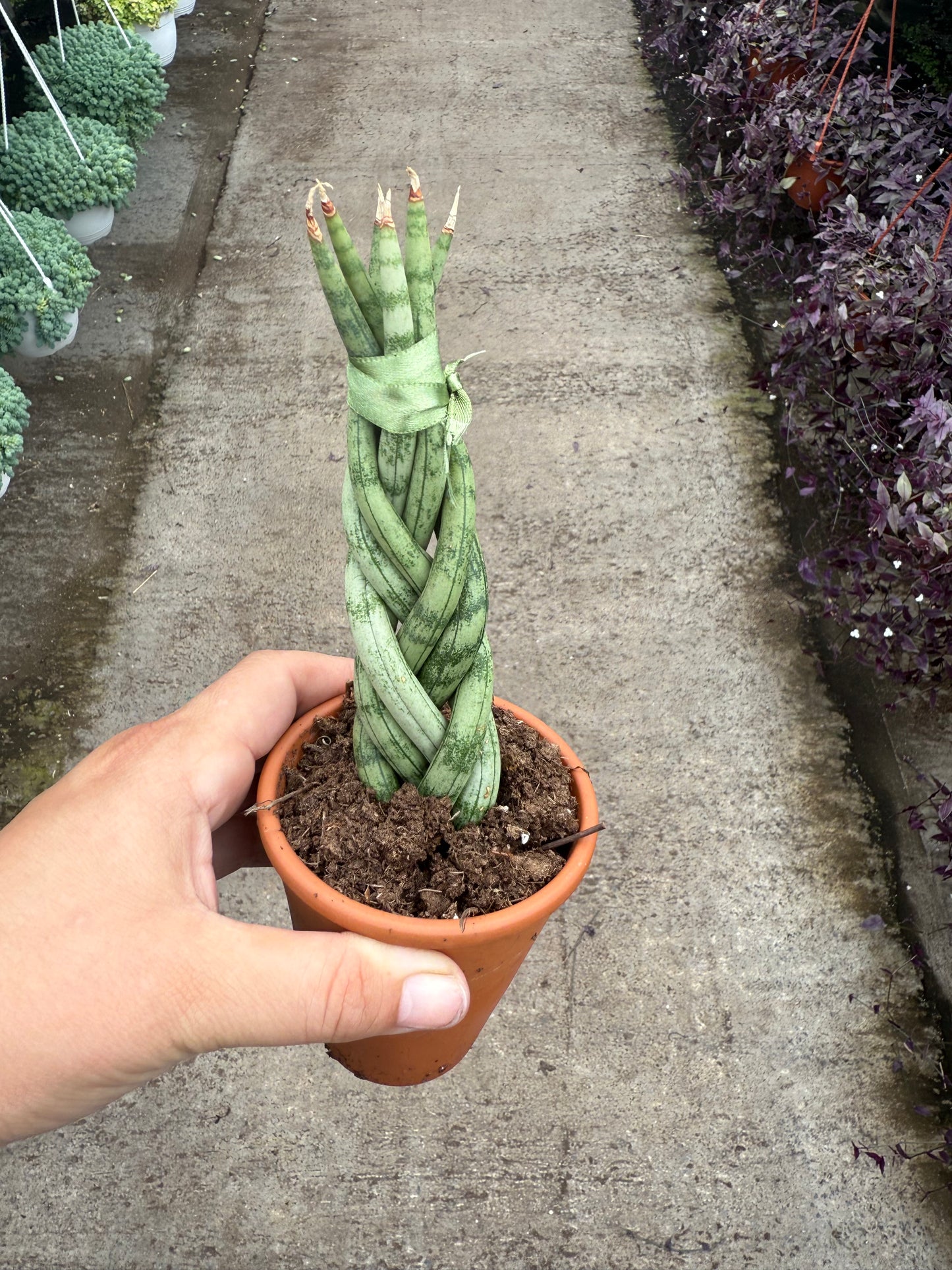 Sansevieria Braid