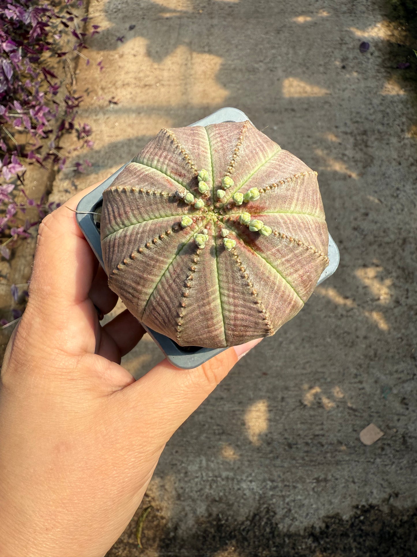 Euphorbia obesa (Baseball Plant)