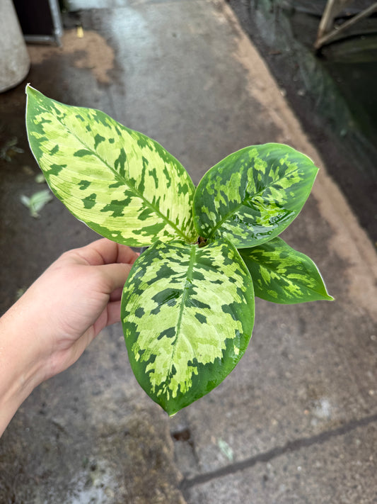 Homalomena 'Camouflage'