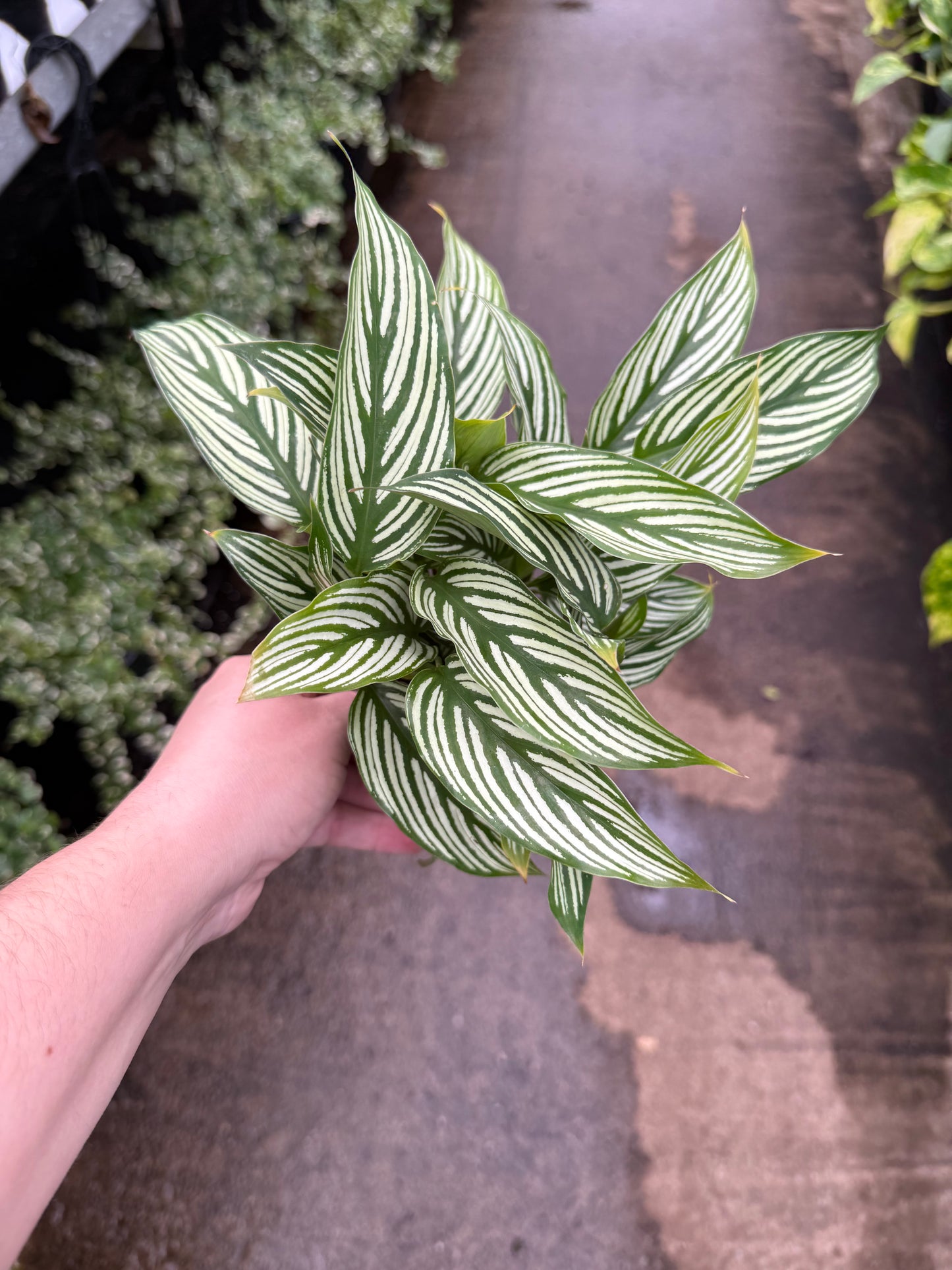 Calathea 'Vittata'