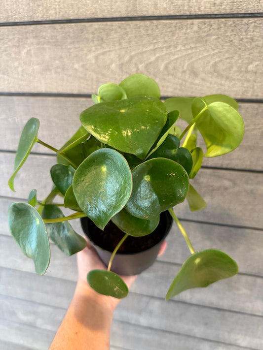 Peperomia polybotrya – "Raindrop Peperomia"