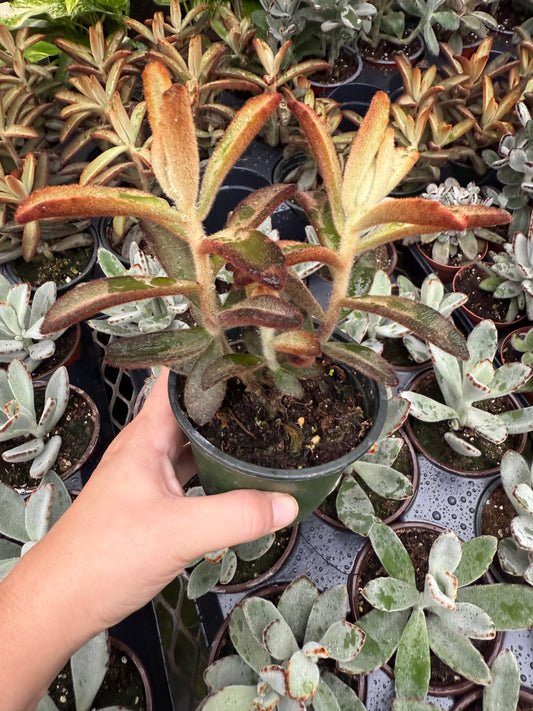 Kalanchoe ‘Chocolate Soldier’