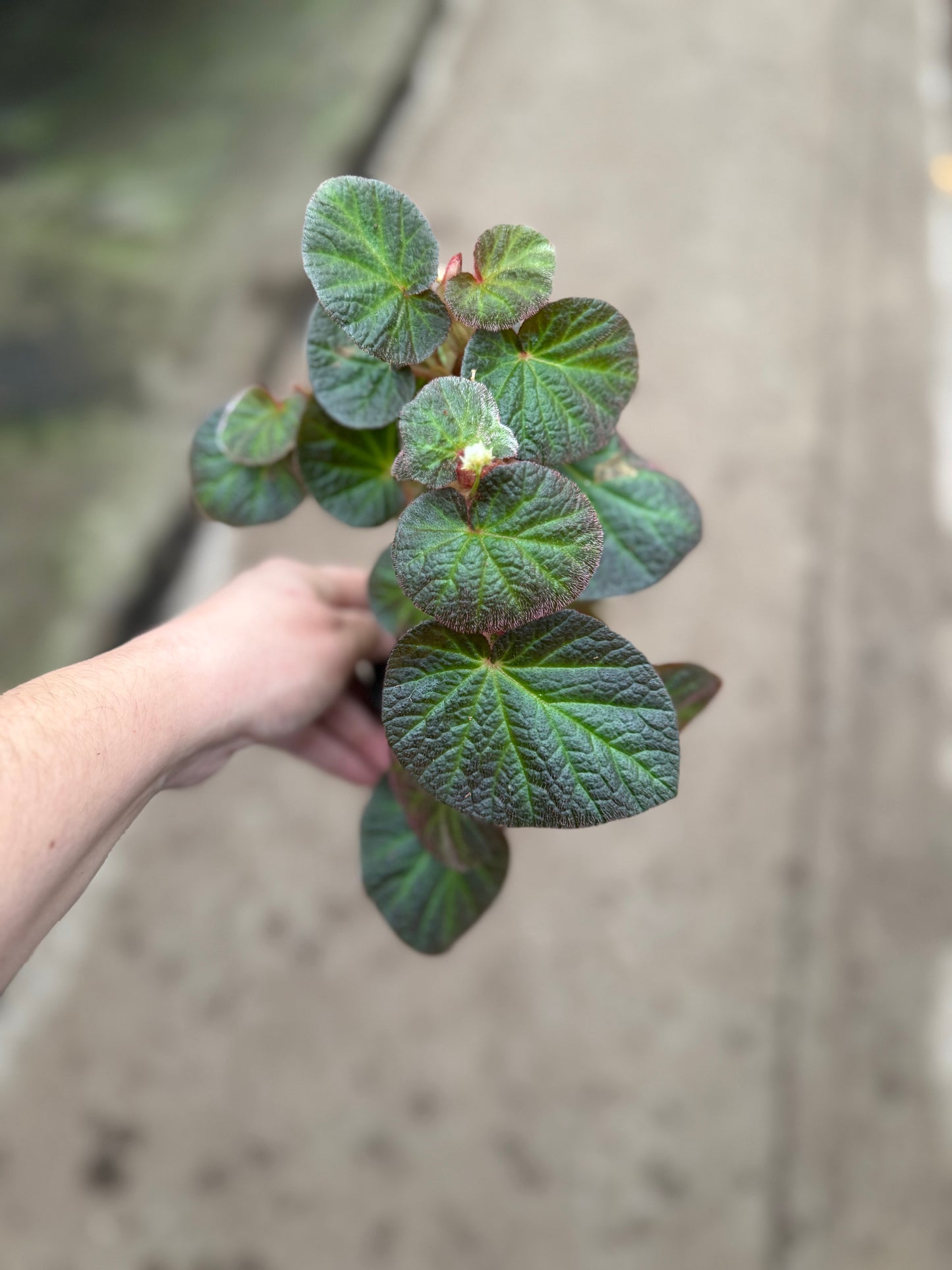 Begonia ‘Manaus’