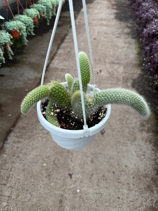 Cactus queue de singe
