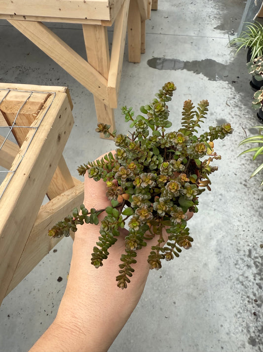 Sedum Confusum