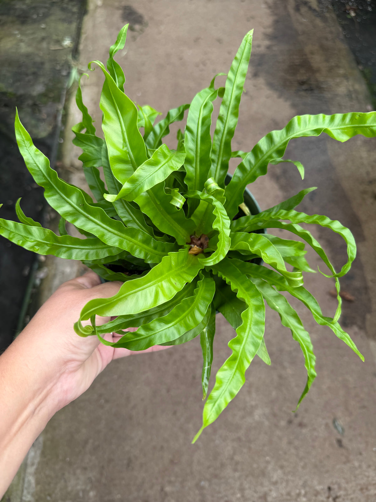 Asplenium nidus – Fougère nid d'oiseau