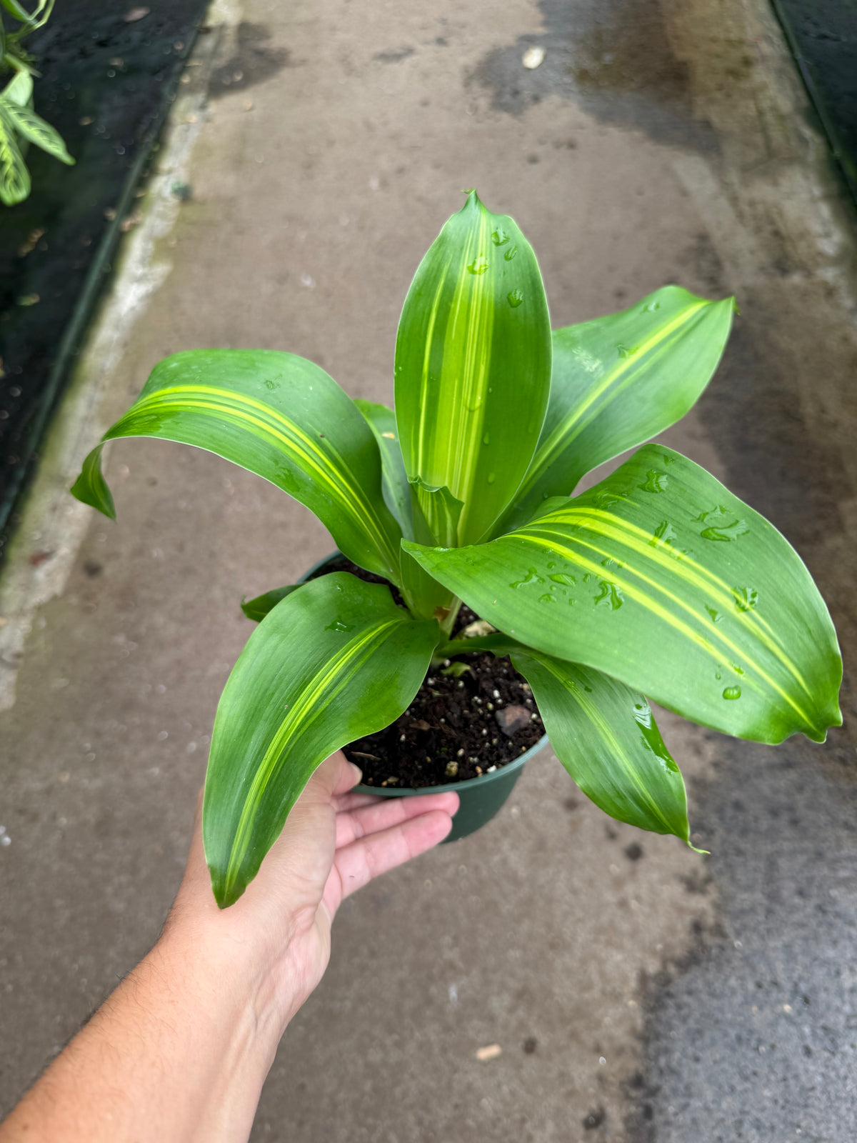Dracaena ‘Golden Heart’