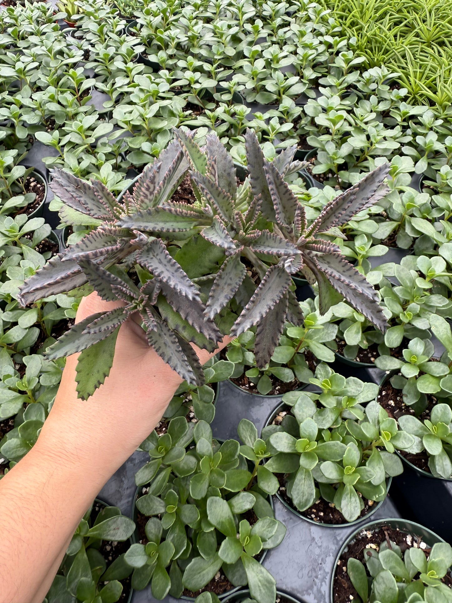 Mother of Thousands