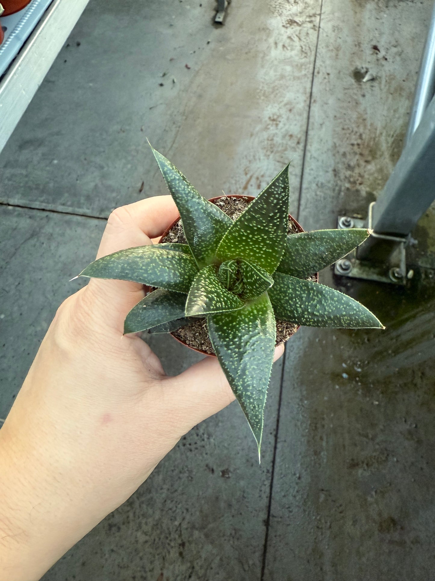 Haworthia ‘Rafiki’