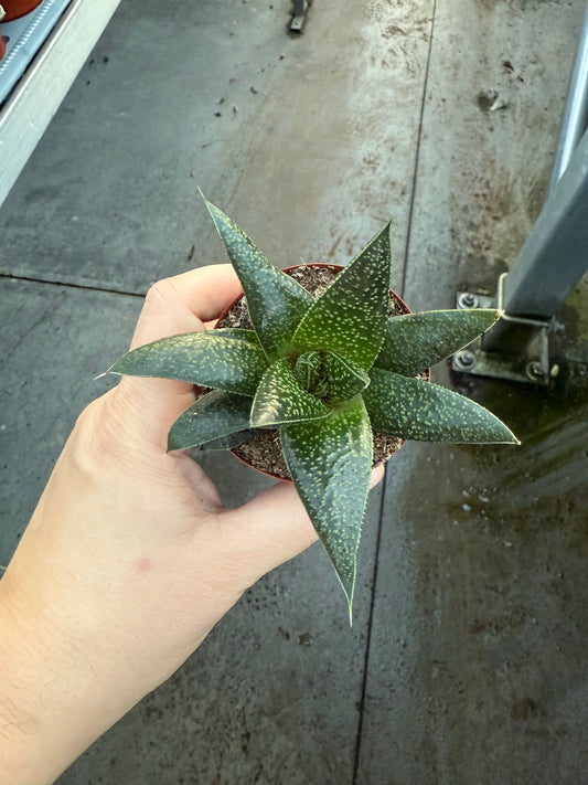 Haworthia ‘Rafiki’