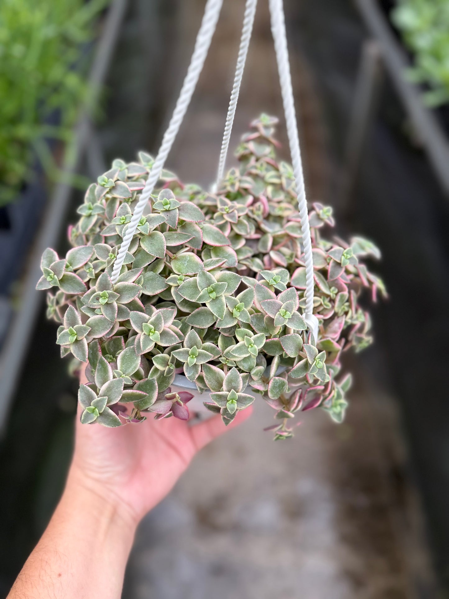 Pellucida ‘Calico Kitren’