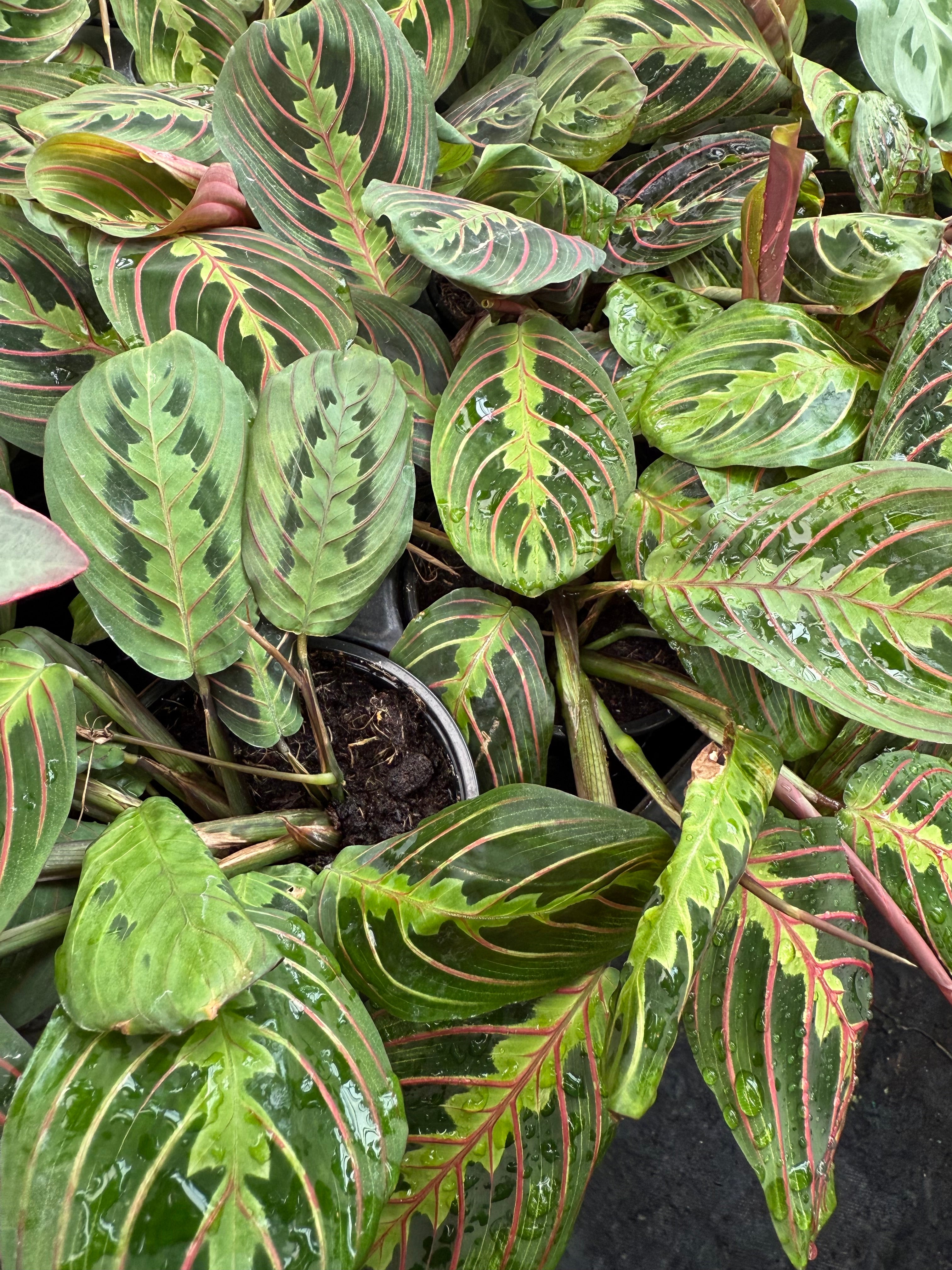 Maranta Rouge - Red Prayer Plant | Maranta Rouge | La Folie Verte