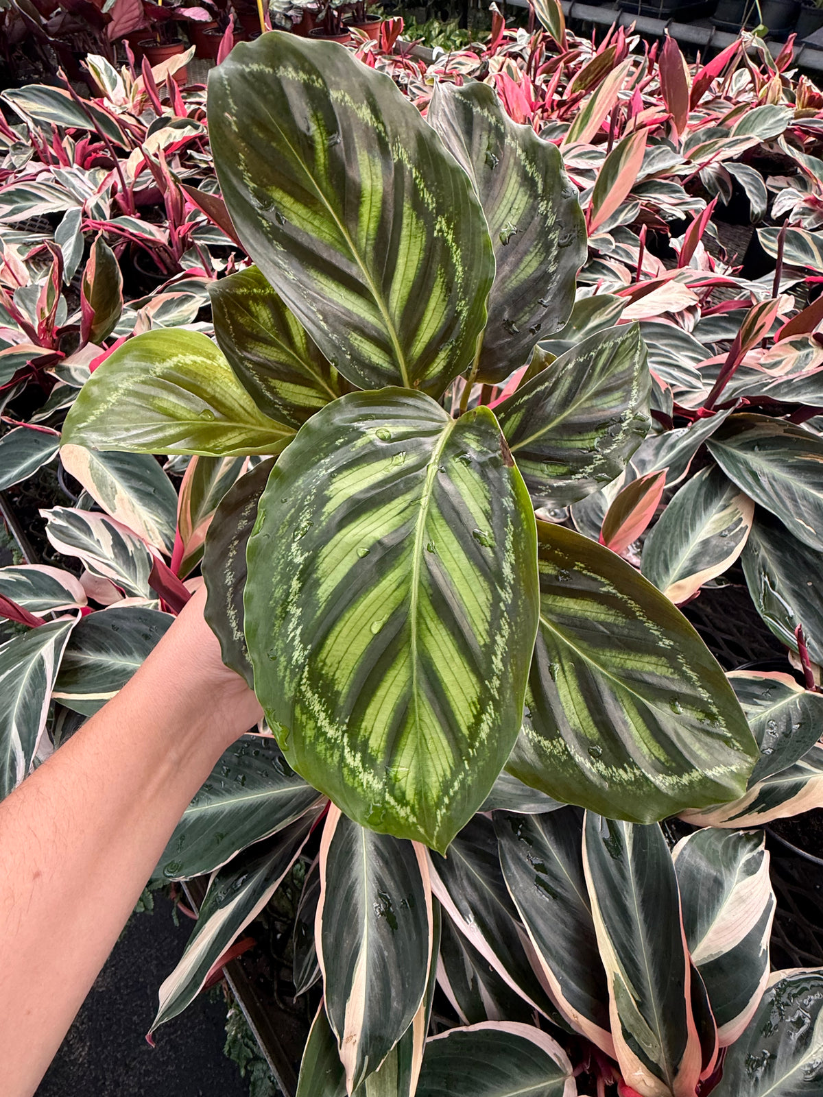 Calathea « Flame Star »