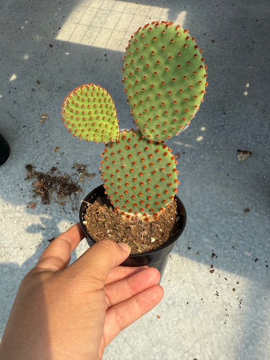 Opuntia microdasys ‘Rubra’