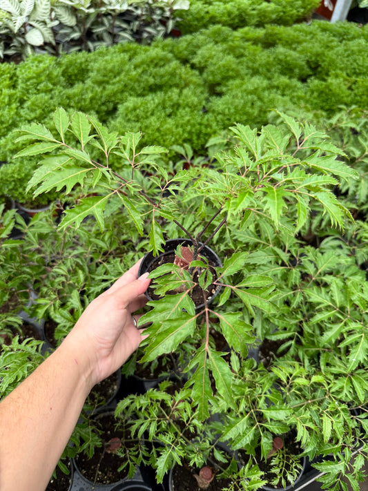 Aralia Ming ‘Stump’