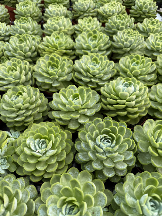 Echeveria Elegans