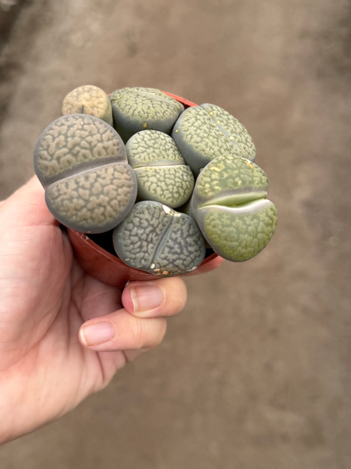 Lithops