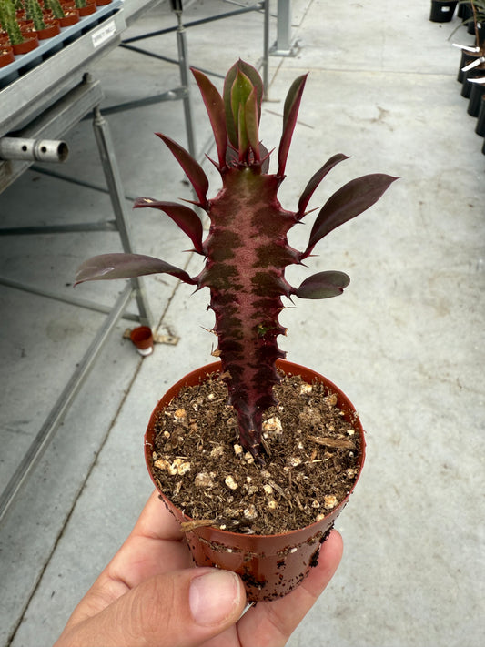 Euphorbia trigona 'Rubra'