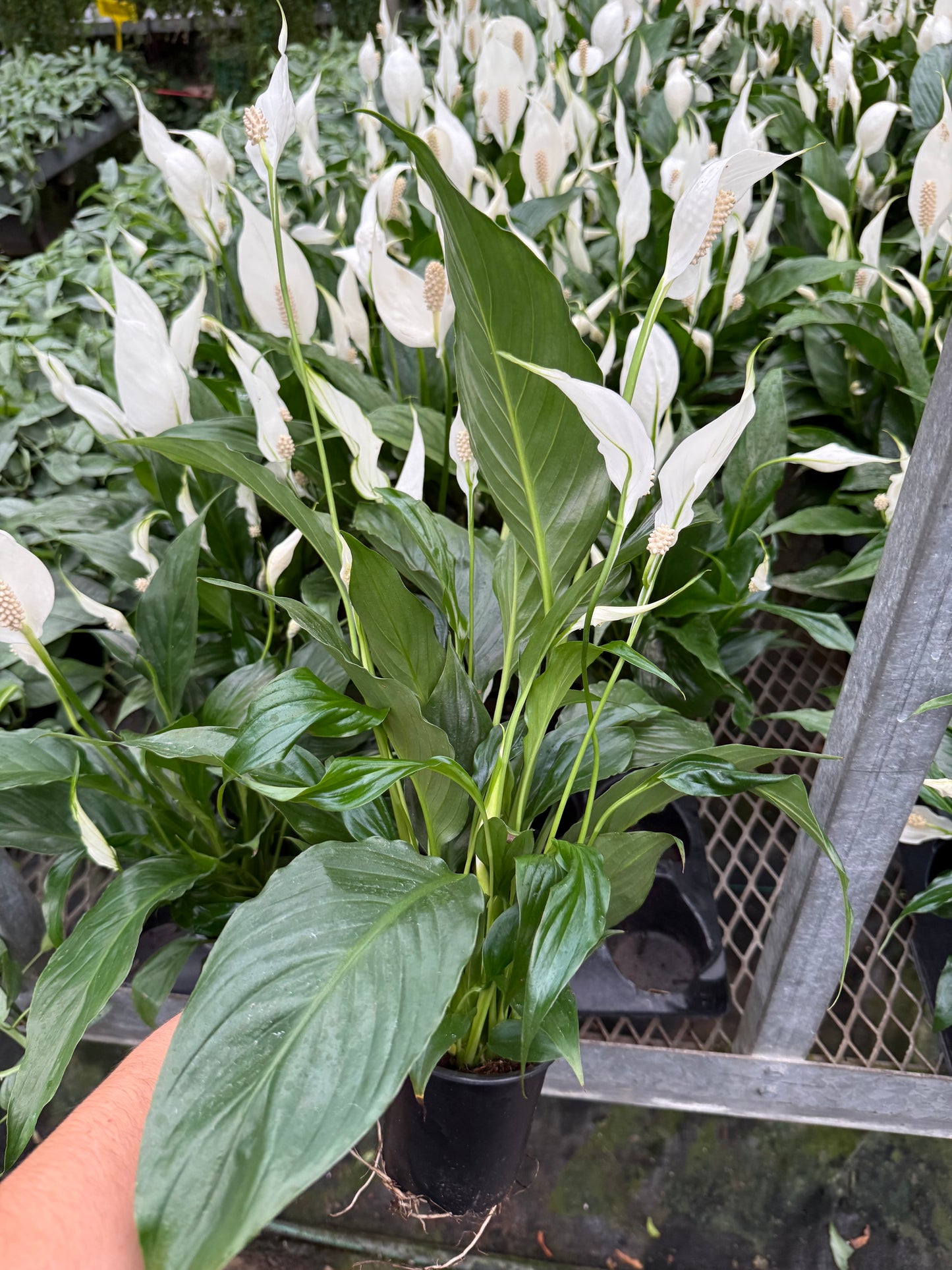 Spathiphyllum