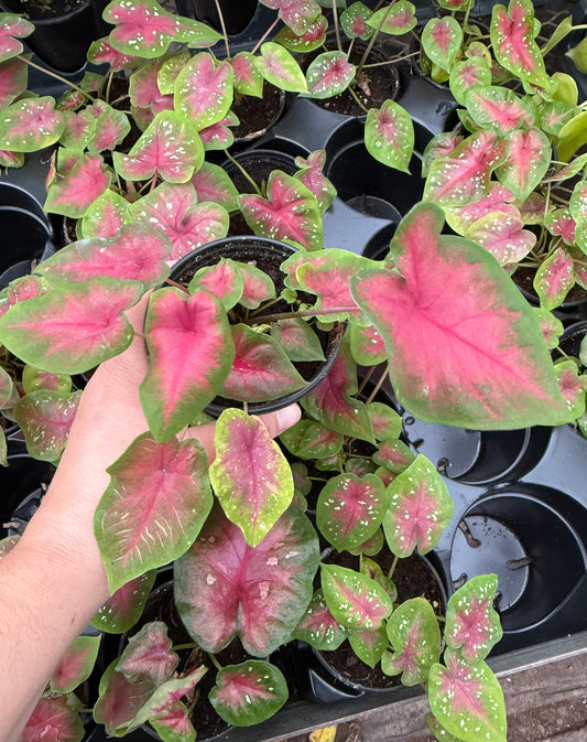 Caladium ‘Pretty Pink’